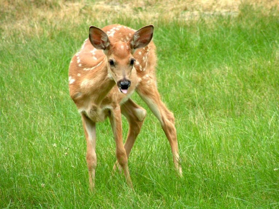 Knobby Kneed Fawn
