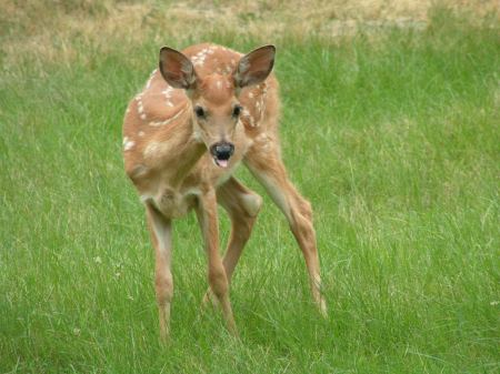 Original Image of the little fawn