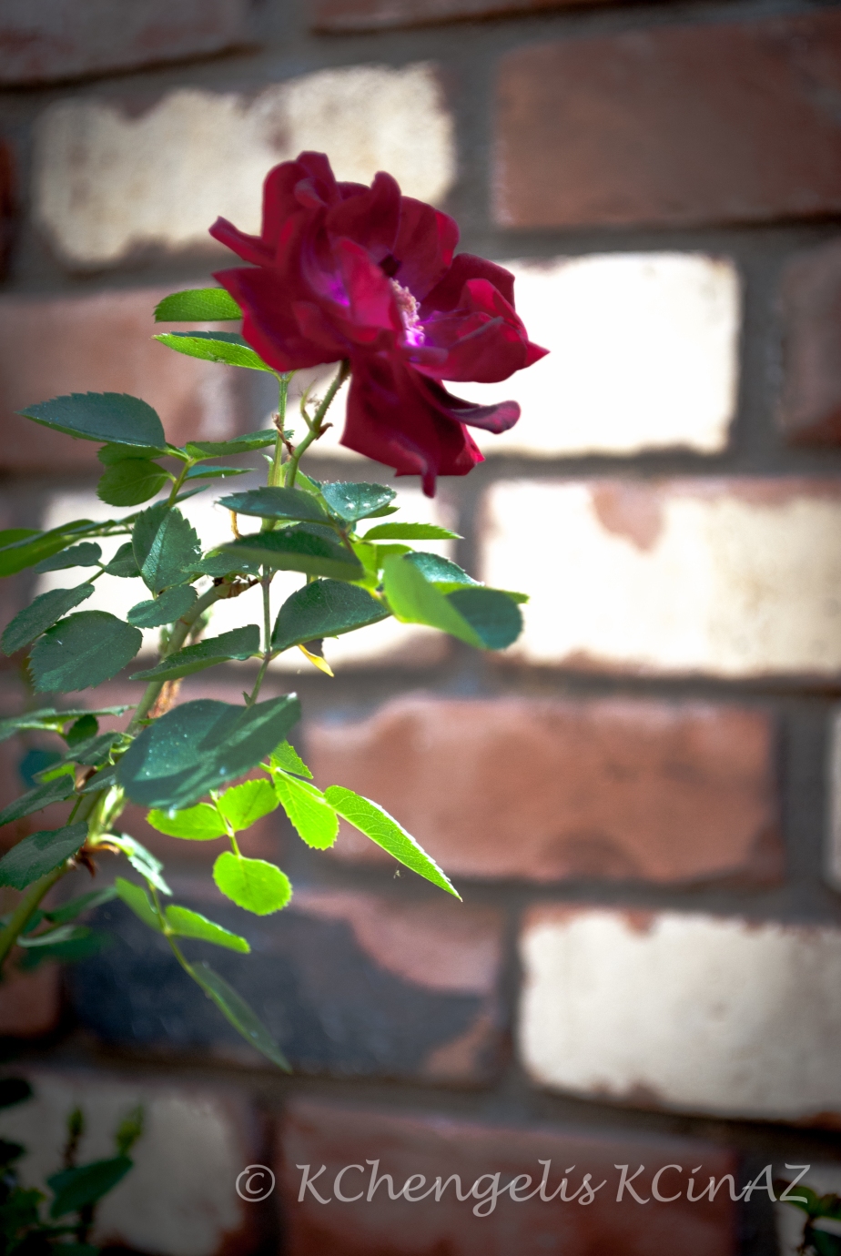 Rose Against the Blur of a Brick Wall
