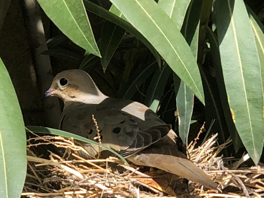 Mom’s Guarding the Nest