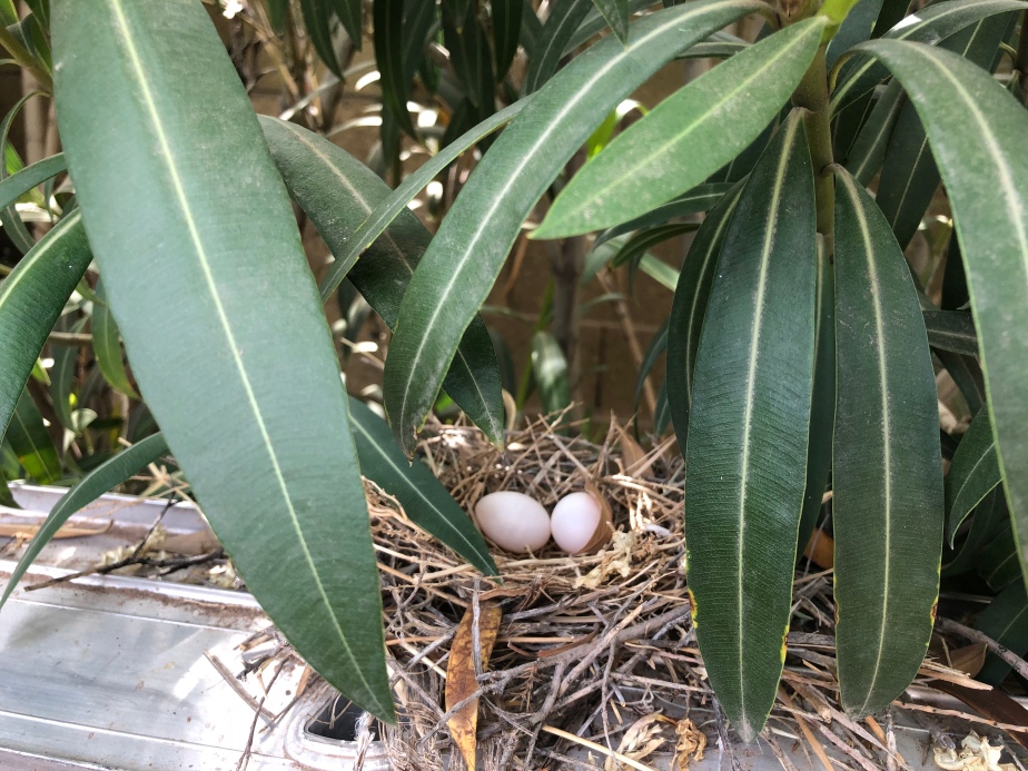 Morning Doves Nest